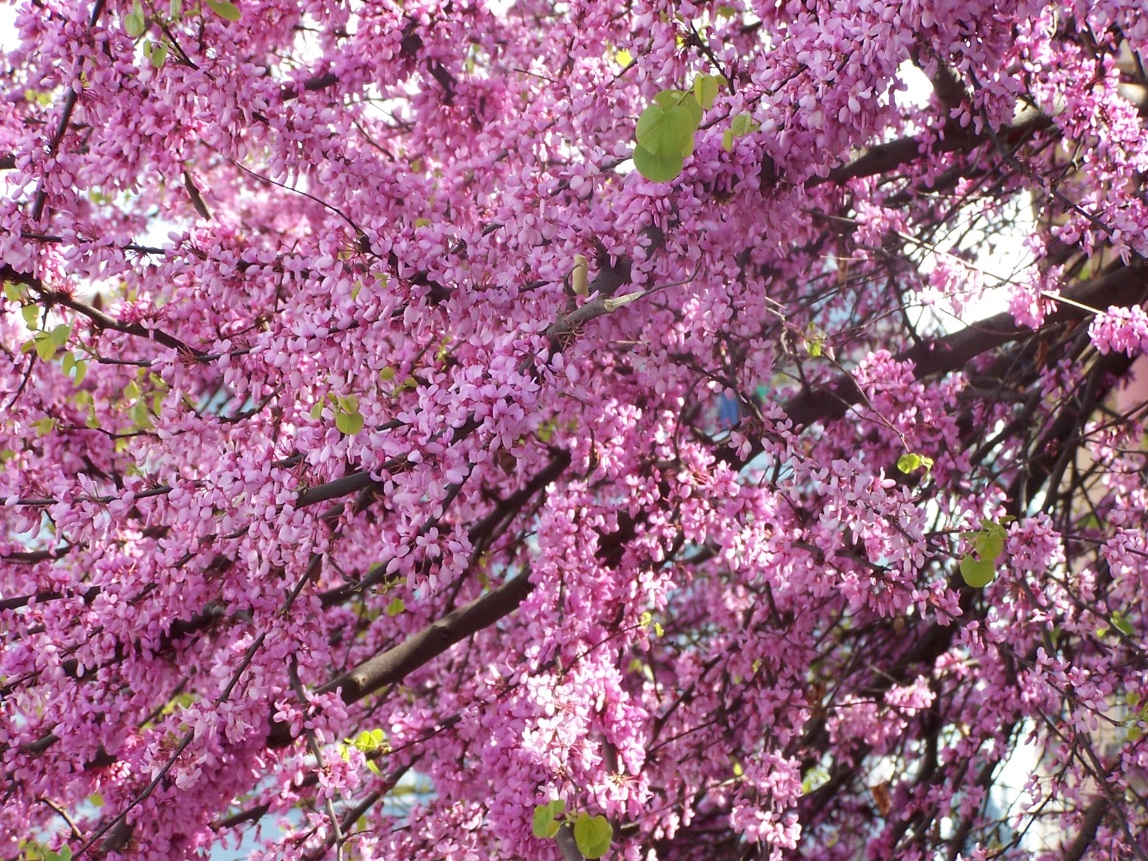 ordu flowers 1656 x 1242