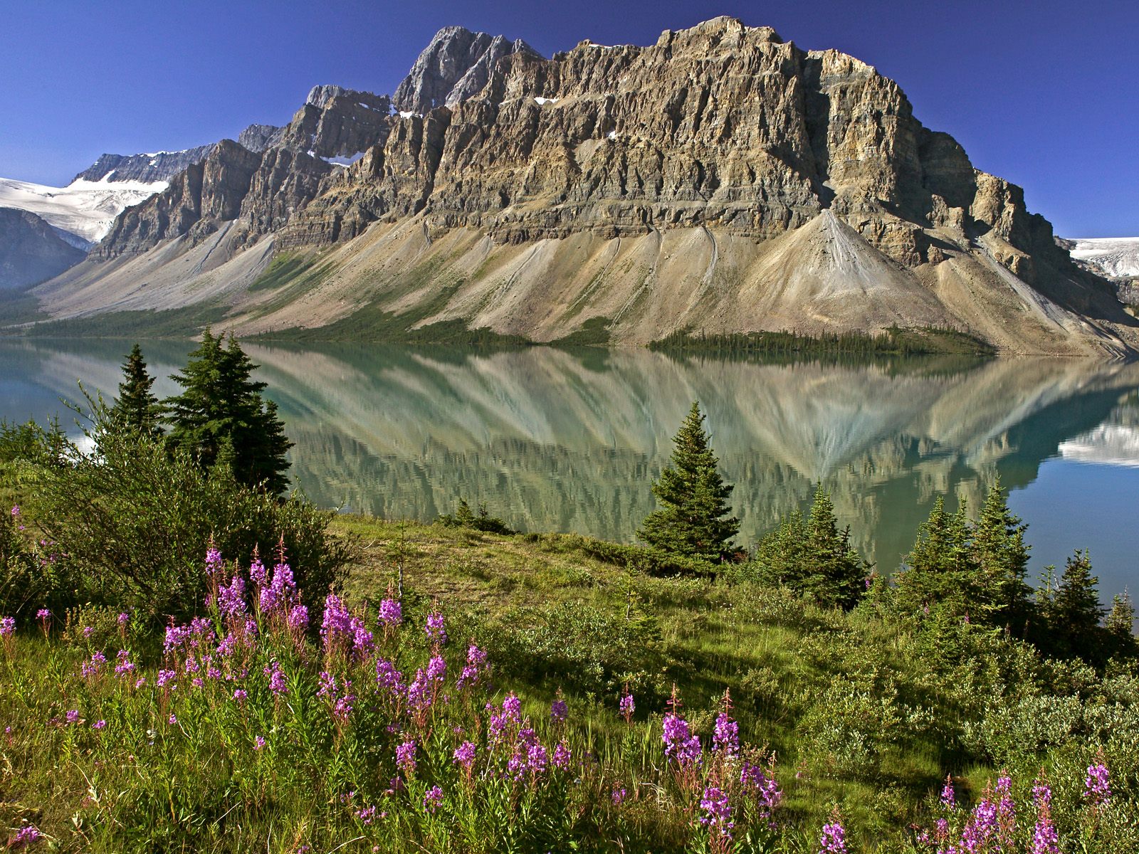 Bow Lake and Flowers Banff National Park Alberta