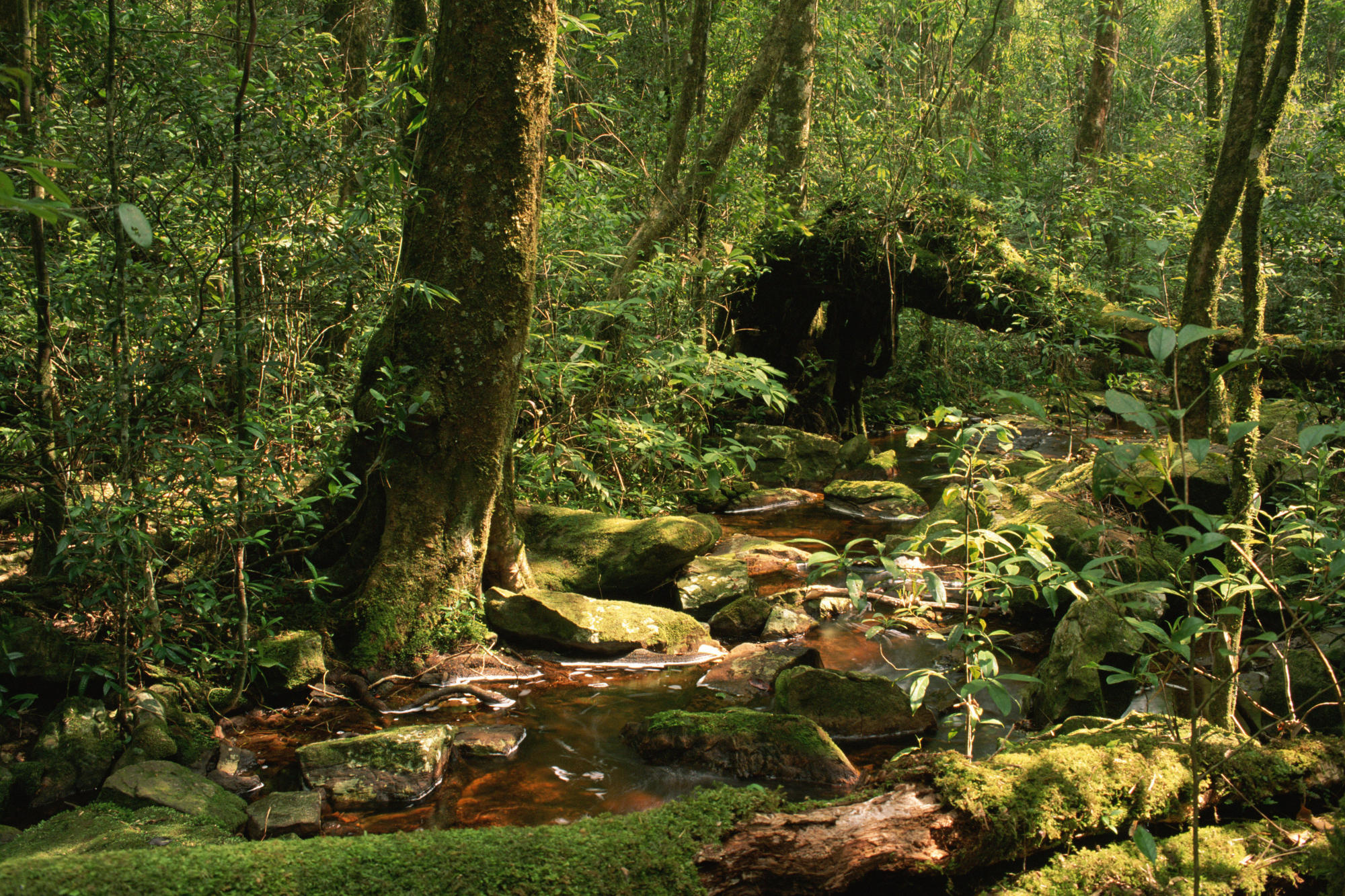 Phu Luang Wildlife Sanctuary Thailand. 2000 x 1333