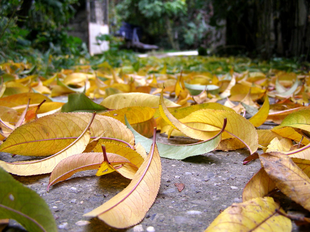 bartin autumn 1024 x 768