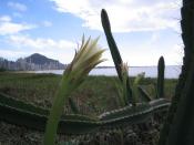 Cactus na praia da Costa Vila Velha Esprito Santo