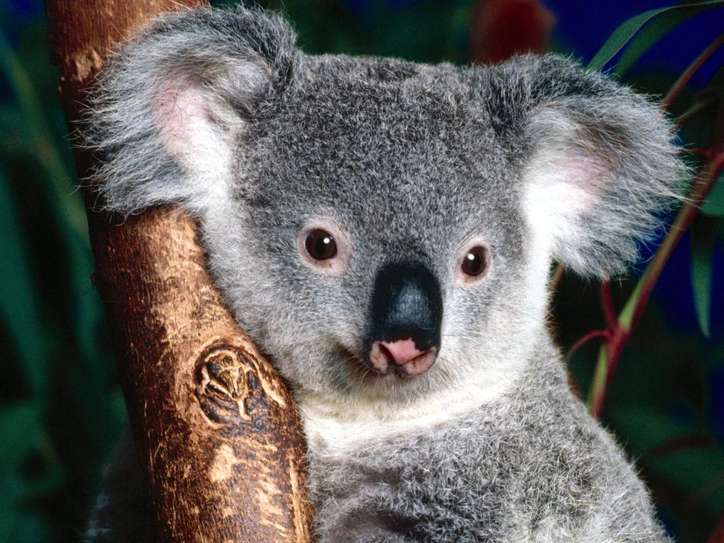 Sydney Cuddly Koala 1024 x 768