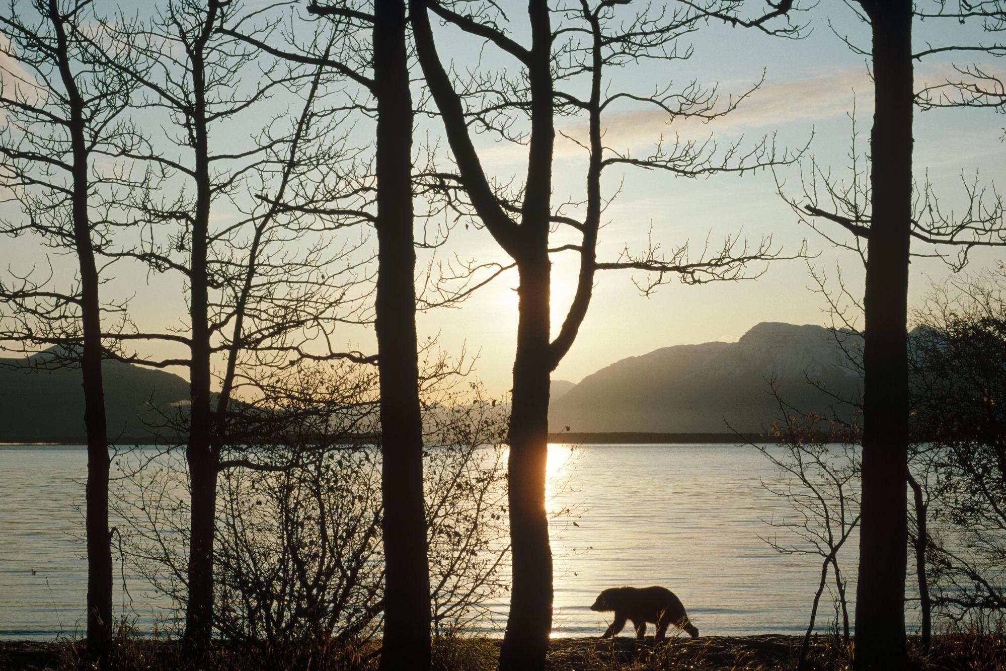 alaska forest 1999 x 1333