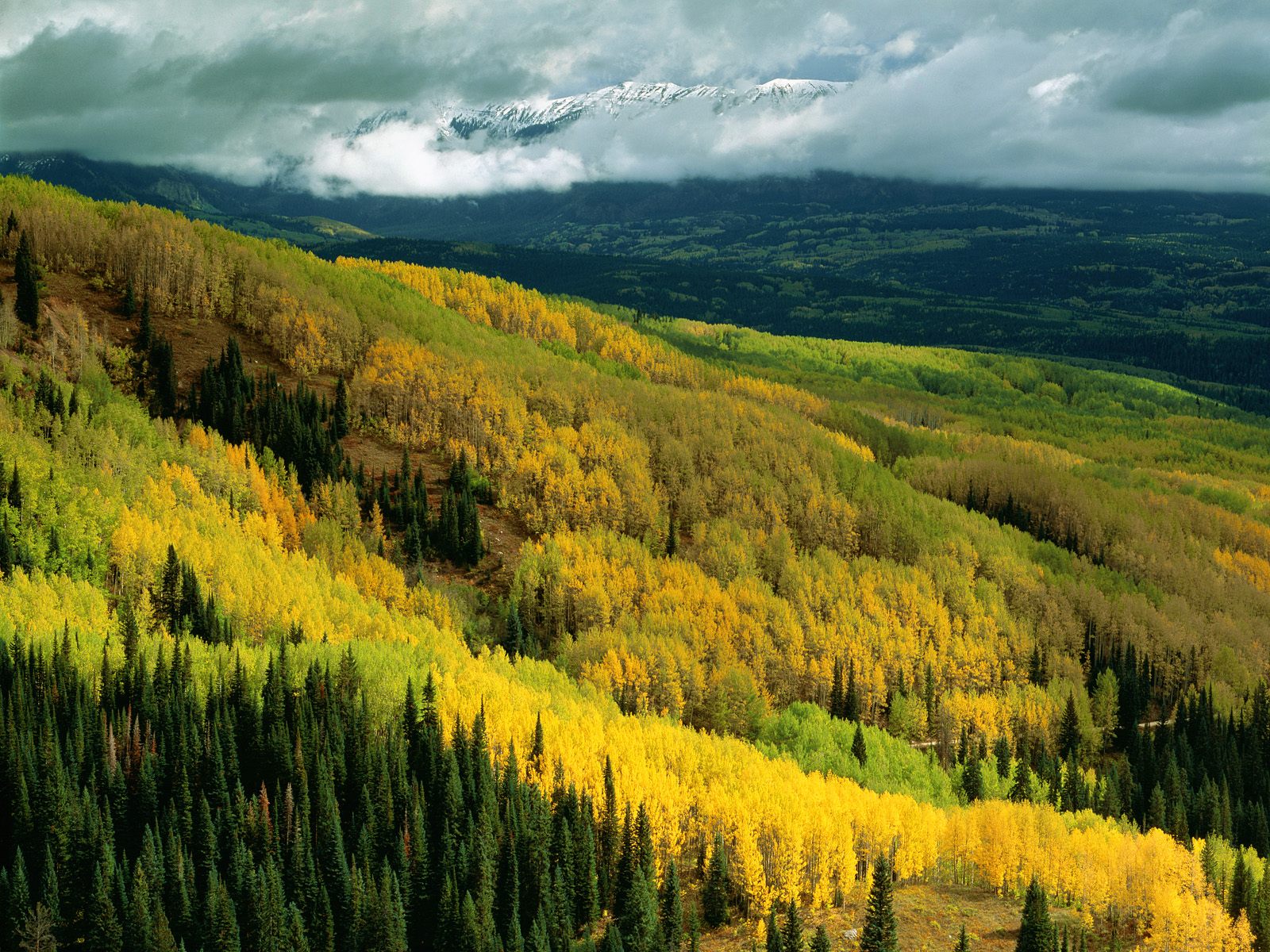 Aspen Forest in Early Fall Ohio Pass Gunnison National Forest Colorado 1600 x 1200