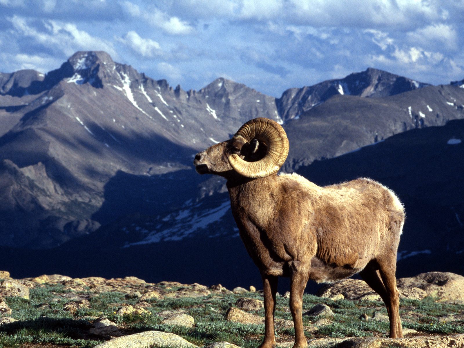 Big Horn Ram Rocky Mountain National Park Colorado 1600 x 1200