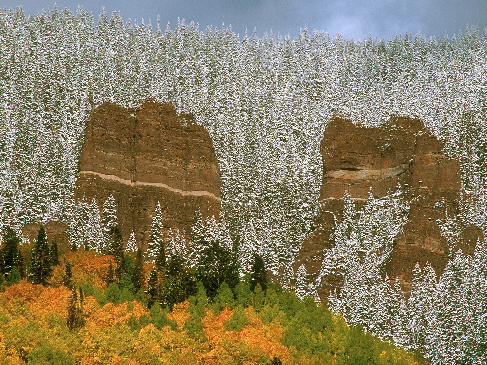 Snow-Covered Trees Colorado 1600 x 1200