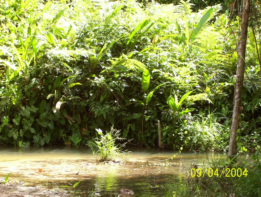 Igarap em Guajar Mirim Rondnia