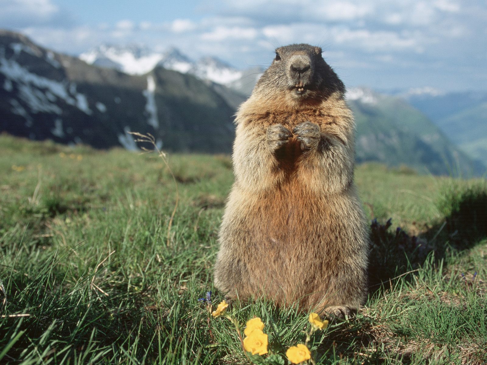 Alpine Marmot Hohe Tauern National Park