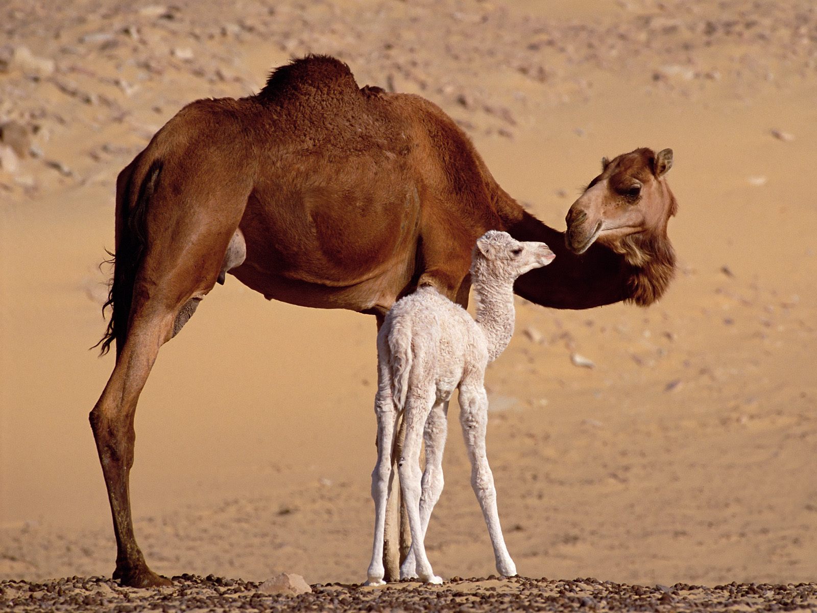 Dromedary Camels Sahara