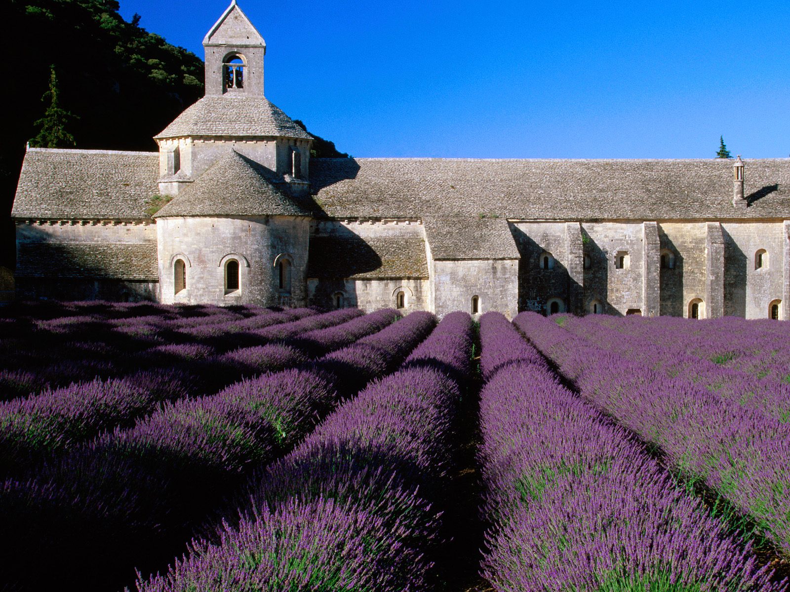 Lavender Field Abbey of Senanque Near Gordes Provence 1600 x 1200