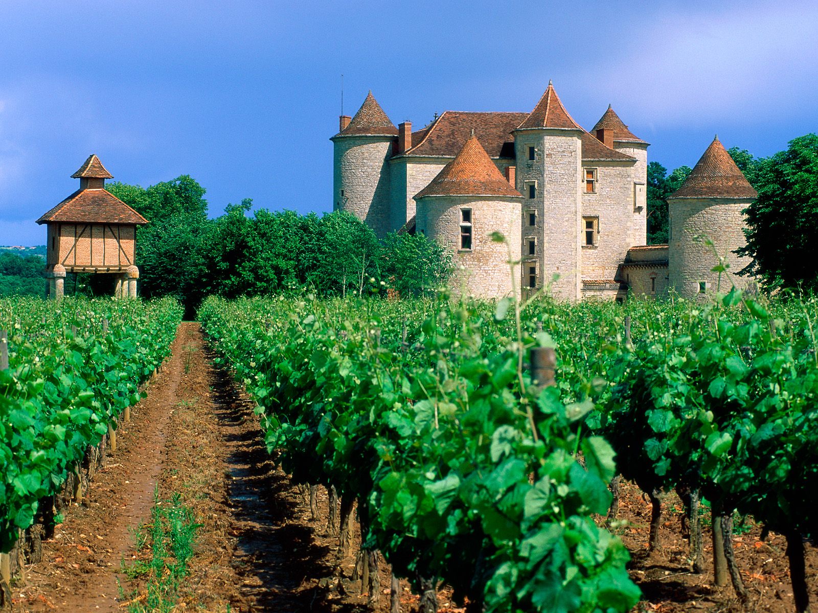 Vineyard Cahors Lot Valley 1600 x 1200