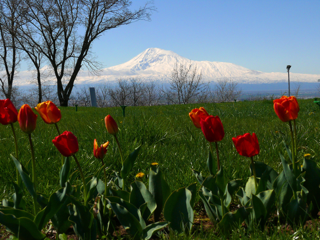 agri flowers 1024 x 768