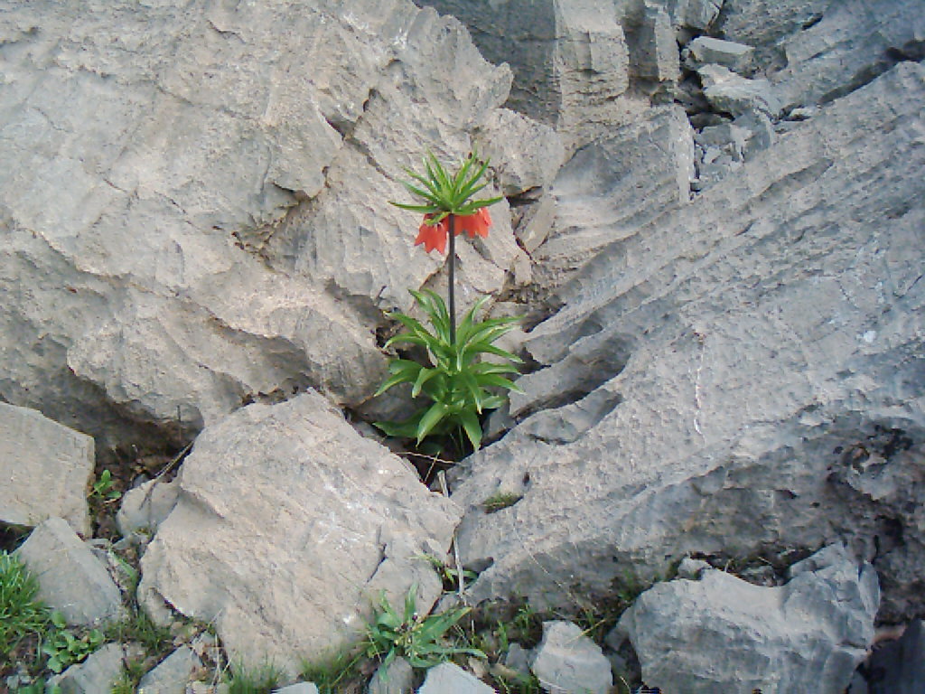 hakkari dagda lale 1024 x 768