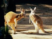 Sydney Kangaroo Conversation 1024 x 768