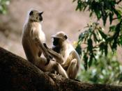 Langur Monkeys India