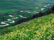 Meadow Parsley Gunnison National Forest Colorado 1600 x 1200