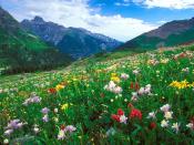 Paintbrush Columbine and Orange Sneezeweed Sneffels Range Colorado 1600 x 1200