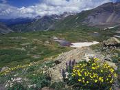 Snow Cinquefoil and Colorado Columbine Mount Sneffels Wilderness Colorado 1600 x 1200