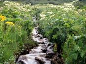 Wildflowers Border a Mountain Stream White River National Forest Colorado 1600 x 1200