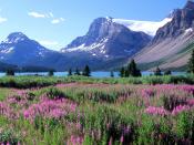 Bow Lake Canadian Rockies Alberta