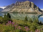 Bow Lake and Flowers Banff National Park Alberta