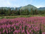 Fireweed Kluane National Park