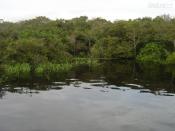 Rio Negro Amazonas