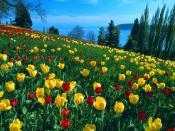 Field of Tulips Island of Mainau 1600 x 1200